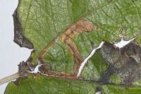 Stigmella trimaculella
