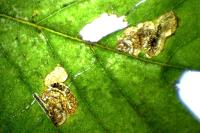 Stigmella viscerella