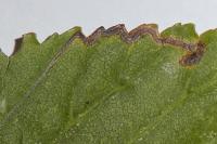 Stigmella lemniscella