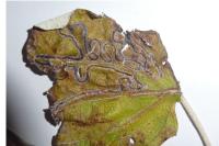 Phyllocnistis xenia