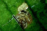 Stigmella viscerella