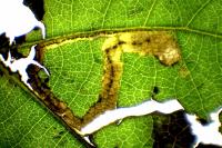 Stigmella trimaculella