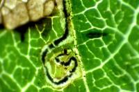 Stigmella trimaculella