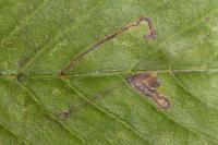 Stigmella lemniscella
