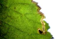 Stigmella lemniscella