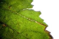 Stigmella lemniscella