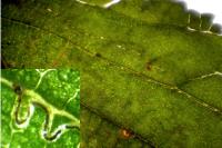 Stigmella lemniscella