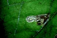 Stigmella lemniscella