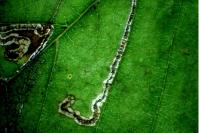 Stigmella lemniscella