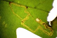 Stigmella aceris