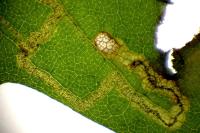 Stigmella aceris