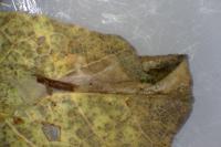 Phyllonorycter acerifoliella