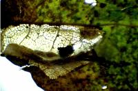 Phyllonorycter acerifoliella