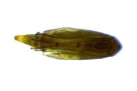 Phyllonorycter acerifoliella