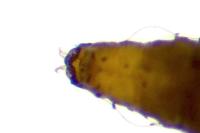 Phyllonorycter acerifoliella