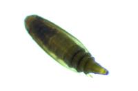 Phyllonorycter acerifoliella