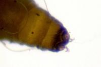 Phyllonorycter acerifoliella