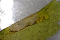Phyllonorycter acerifoliella