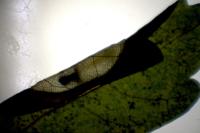 Phyllonorycter acerifoliella