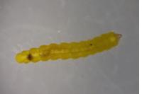 Phyllonorycter acerifoliella