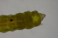 Phyllonorycter acerifoliella