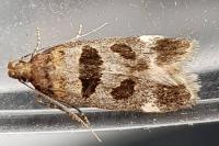 Mirificarma maculatella