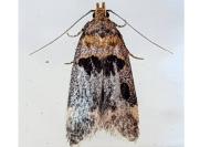 Mirificarma maculatella