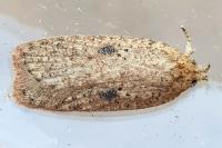 Agonopterix subpropinquella
