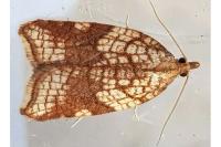 Acleris rhombana