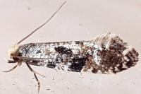 Nemapogon