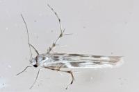 Palumbina guerinii