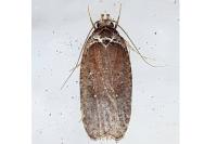 Agonopterix cnicella