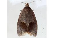 Clepsis dumicolana