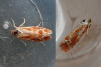 Rhyacionia buoliana