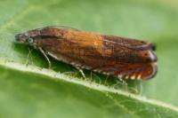 Dichrorampha vancouverana