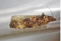 Endothenia oblongana