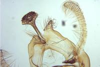 Endothenia oblongana