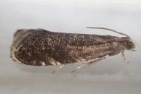 Strophedra weirana