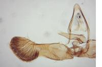 Strophedra weirana