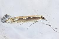 Plutella xylostella