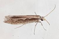 Plutella xylostella