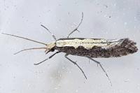 Plutella xylostella
