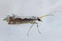 Plutella xylostella