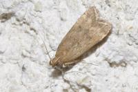 Helcystogramma lutatella