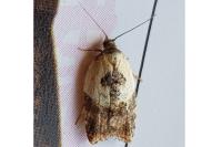 Acleris variegana