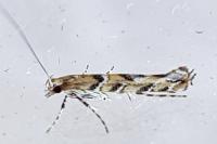 Acrocercops brongniardella