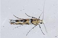 Acrocercops brongniardella