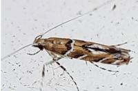 Acrocercops brongniardella