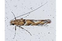 Acrocercops brongniardella
