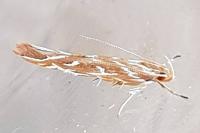 Pyroderces argyrogrammos